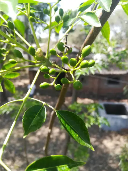 yeşil yapraklar, bitki örtüsü ve doğa