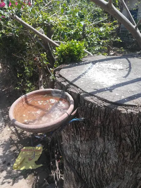 old wooden barrel with a large tree