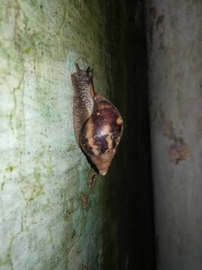 Ormandaki salyangoz