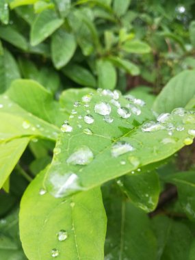 yeşil yapraklar, bitki örtüsü ve doğa