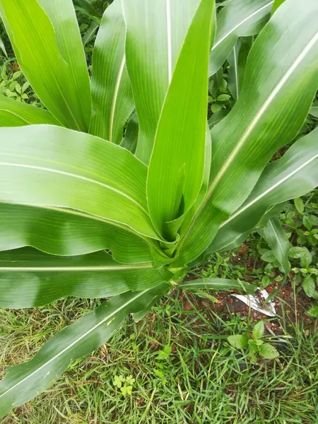 bitkinin yeşil yaprakları