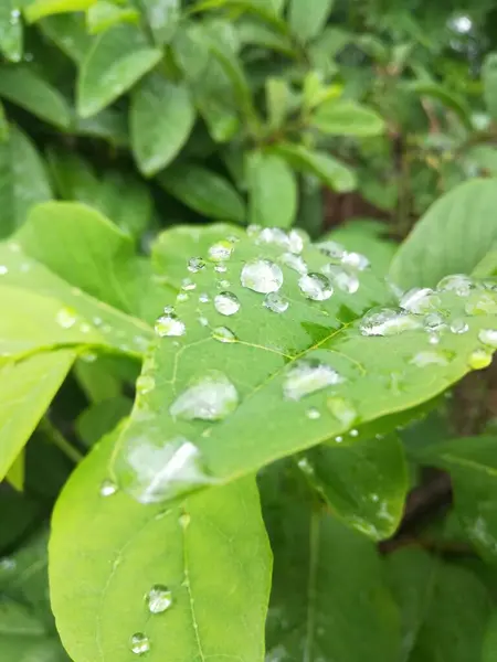 yeşil yapraklar, bitki örtüsü ve doğa