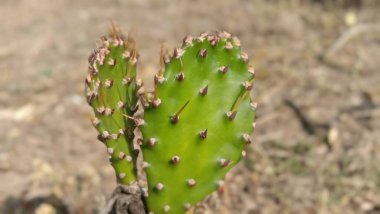 Bahçedeki kaktüse yakın.
