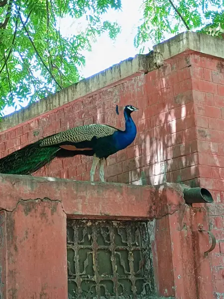 Hayvanat bahçesindeki tavus kuşu