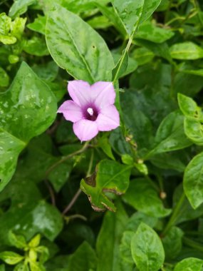 Bahçedeki güzel pembe çiçek