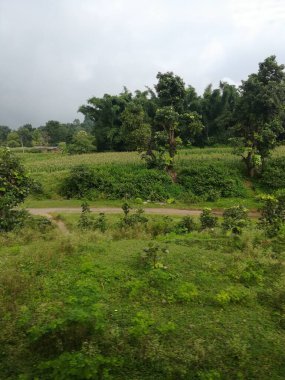 Ormanda yeşil ağaçlar ve bitkiler