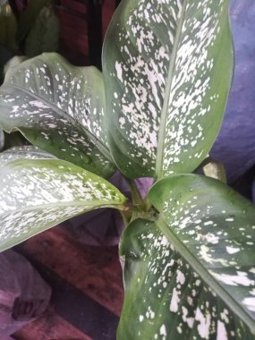 yeşil yapraklar, bitkiler ve yapraklar