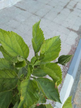 Güzel botanik fotoğrafı, doğal duvar kağıdı.