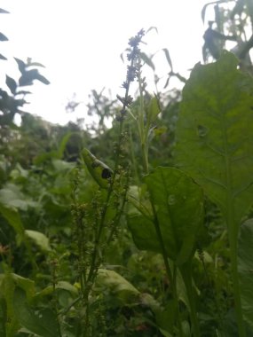 Bahçede yeşil yapraklar