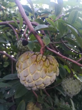 Yeşil bir bitkinin yakınında.