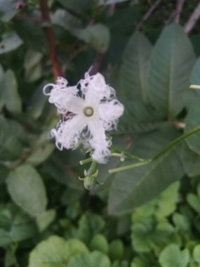 Bahçedeki güzel beyaz çiçek