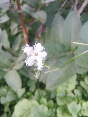 Güzel botanik fotoğrafı, doğal duvar kağıdı.