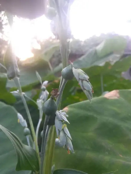 Güzel botanik fotoğrafı, doğal duvar kağıdı.