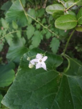 bir bitkinin yeşil yaprakları