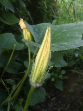 bir bitkinin yeşil yaprakları