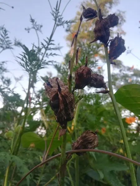 Ağaçtaki güzel, sarı ve siyah bir kelebeğin yakın çekimi.