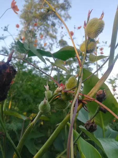 Güzel botanik fotoğrafı, doğal duvar kağıdı.