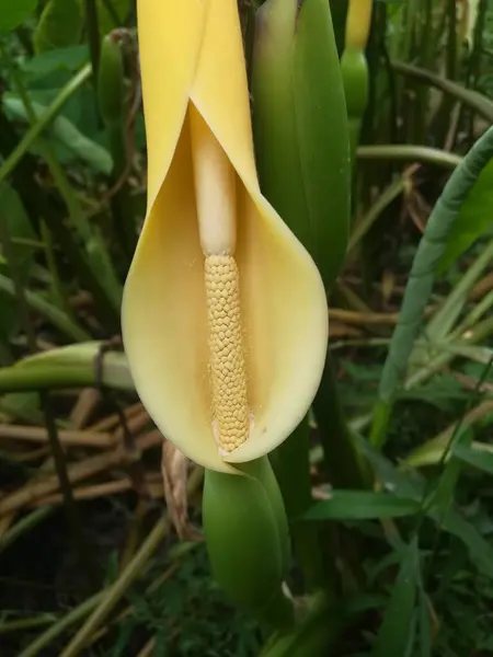 Güzel botanik fotoğrafı, doğal duvar kağıdı.