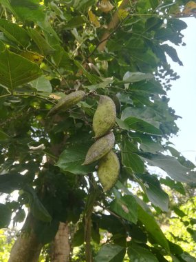 Bahçedeki ağaçta yeşil ceviz