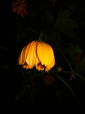 Güzel botanik fotoğrafı, doğal duvar kağıdı.