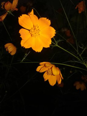 Güzel botanik fotoğrafı, doğal duvar kağıdı.