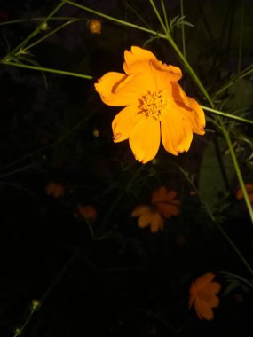 Bahçedeki güzel sarı çiçek