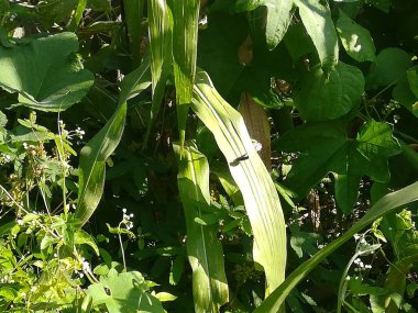 Mısır yaprakları bahçede