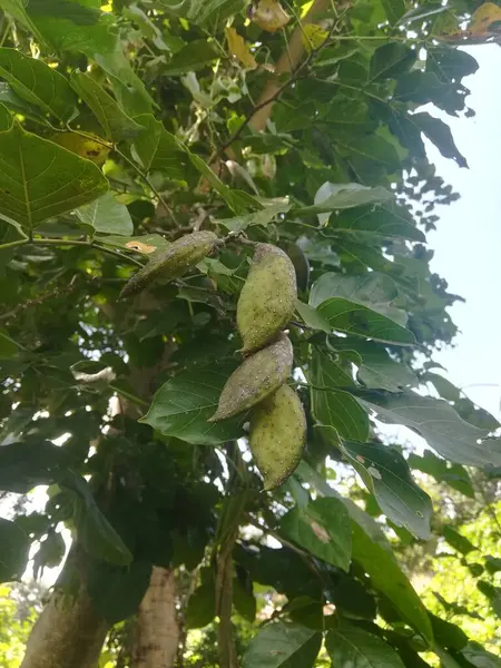 Bahçedeki ağaçta yeşil ceviz