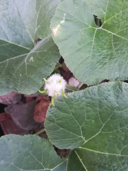 yeşil yapraklar, bitki örtüsü ve doğa