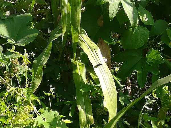 Bahçede yeşil yapraklar