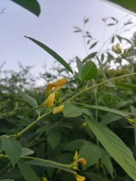 Bahçedeki sarı çiçekler