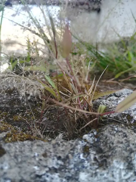 Güzel botanik fotoğrafı, doğal duvar kağıdı.