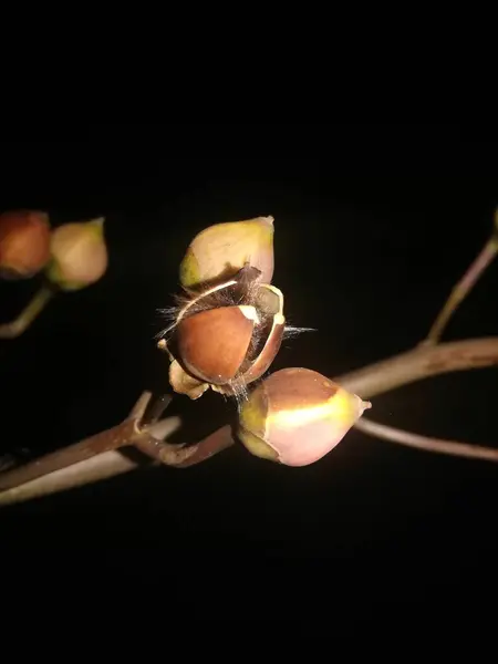 Güzel botanik fotoğrafı, doğal duvar kağıdı.