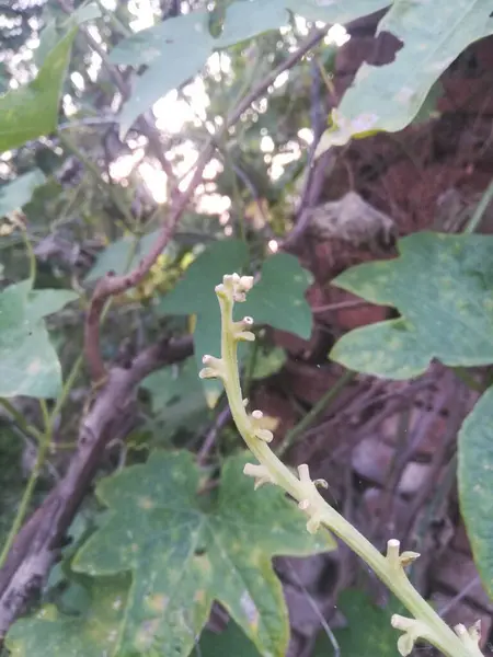 bir bitkinin yeşil yaprakları