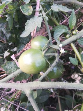 Bahçede yetişen yeşil domatesler