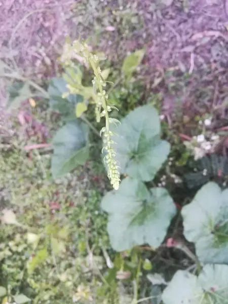 Güzel botanik fotoğrafı, doğal duvar kağıdı.
