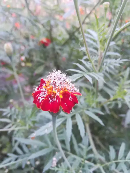 Güzel botanik fotoğrafı, doğal duvar kağıdı.
