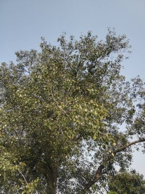 Ormanda yeşil ağaçlar