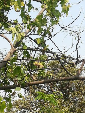 Yeşil ağaçlar, bitkiler ve yapraklar.