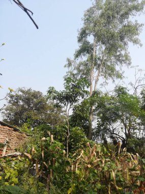 Parkın güzel manzarası