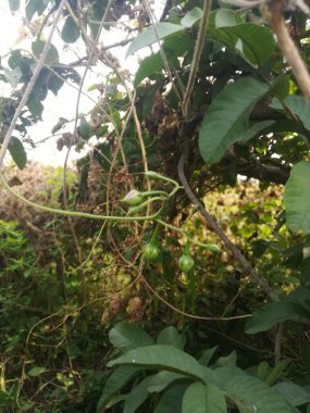 yeşil yapraklar, bitkiler ve yapraklar