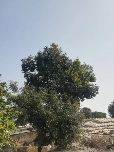 Ağaç gövdesi ve yapraklar parktaki ağaçta