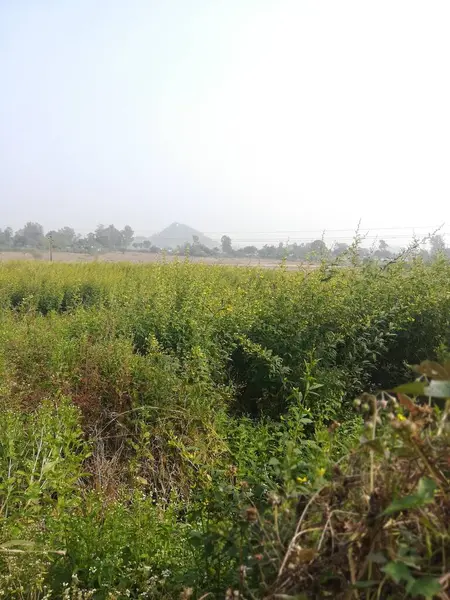 Tarlada bir ağacı olan güzel bir manzara.