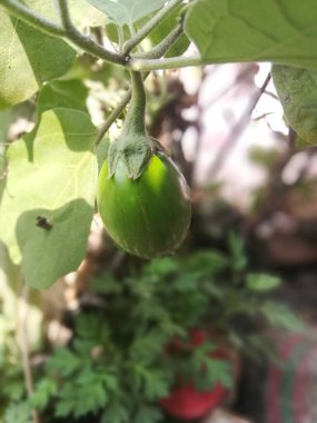 Bahçedeki yeşil domatesler