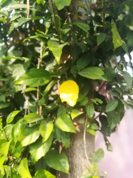 Güzel botanik fotoğrafı, doğal duvar kağıdı.