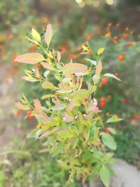 Bahçedeki güzel çiçekler