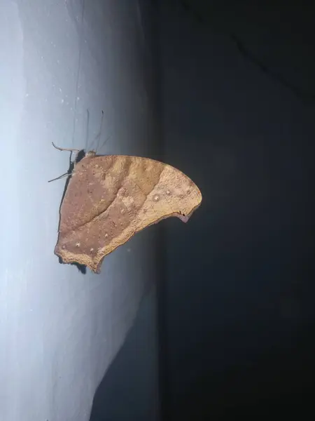 Siyah arka planda bir kelebek