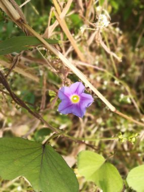 Bahçedeki güzel çiçekler