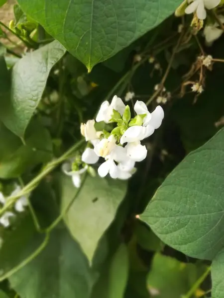 bir bitkinin yeşil yaprakları