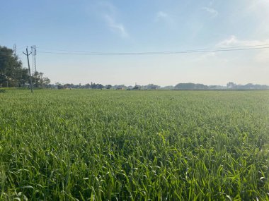 Yeşil pirinç tarlası, bitki örtüsü ve kırsal